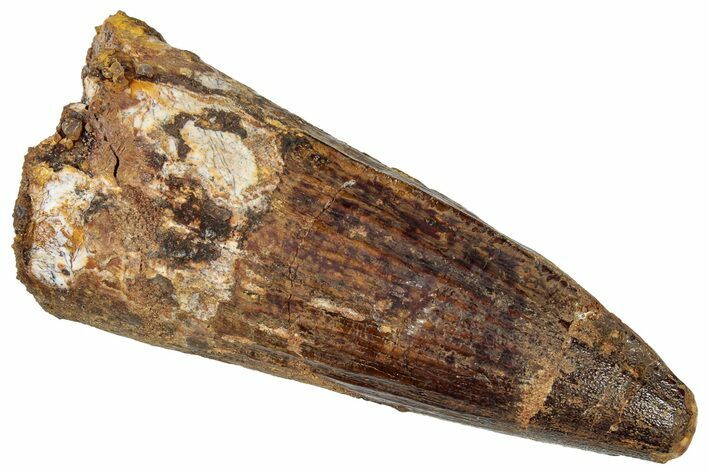 Fossil Spinosaurus Tooth - Robust Tooth #305805